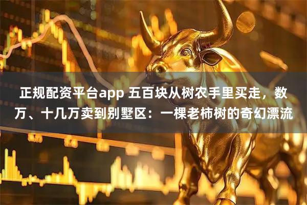 正规配资平台app 五百块从树农手里买走，数万、十几万卖到别墅区：一棵老柿树的奇幻漂流